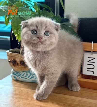 Mèo Anh Lông Ngắn Tai Cụp Màu Lilac Cái Mã AN386