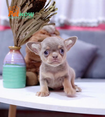 Chó Chihuahua Màu Lilactan Đực Mã CH457