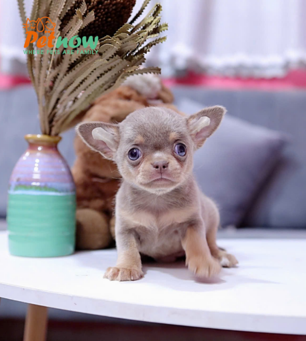 Chó Chihuahua Màu Lilactan Đực Mã CH457