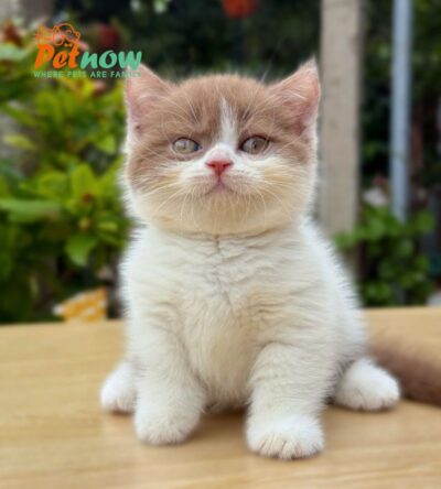 Mèo Anh Lông Ngắn Munchkin Màu Bicinamon Đực Mã AN390
