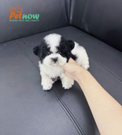 Chó Poodle Tai Gấu Màu Bò Sữa Cái Mã PD395