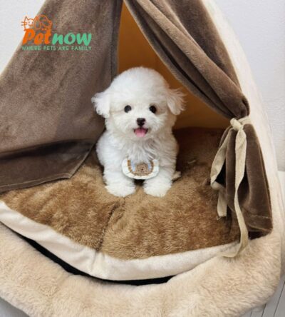  Chó Poodle Màu Trắng Cái Mã PD398