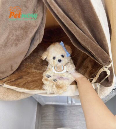  Chó Poodle Size Teacup Màu Mơ Đực Mã PD400