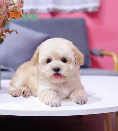  Chó Poodle Size Tiny Màu Vàng Mơ Cái Mã PD404