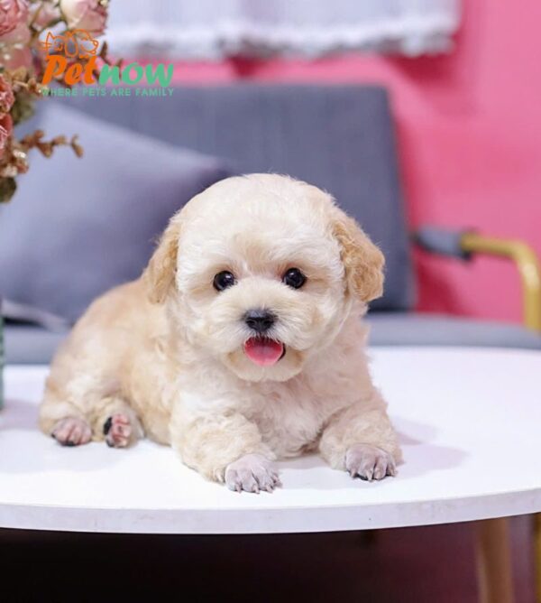  Chó Poodle Size Tiny Màu Vàng Mơ Cái Mã PD404