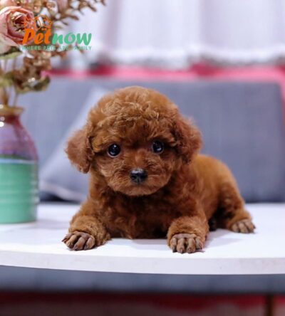  Chó Poodle Size Tiny Màu Nâu Cái Mã PD409