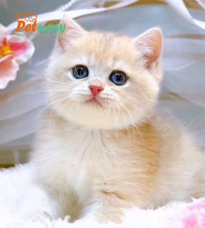Mèo Anh Lông Ngắn Màu Golden Cy12 Cái Mã AN417