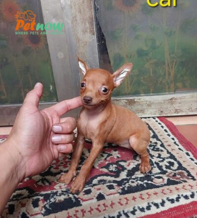 Chó Phốc Hươu Cái Mã PH499