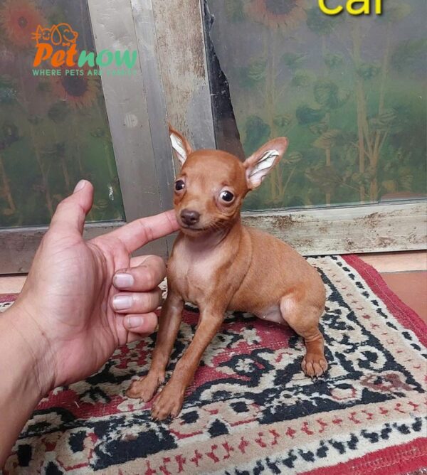 Chó Phốc Hươu Cái Mã PH499