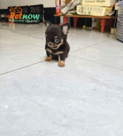 Chó Chihuahua Lông Dài Màu Blacktan Đực Mã CH510