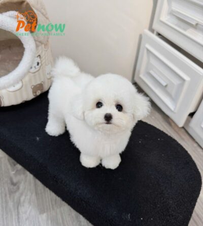  Chó Bichon Màu Trắng Đực Mã BC403