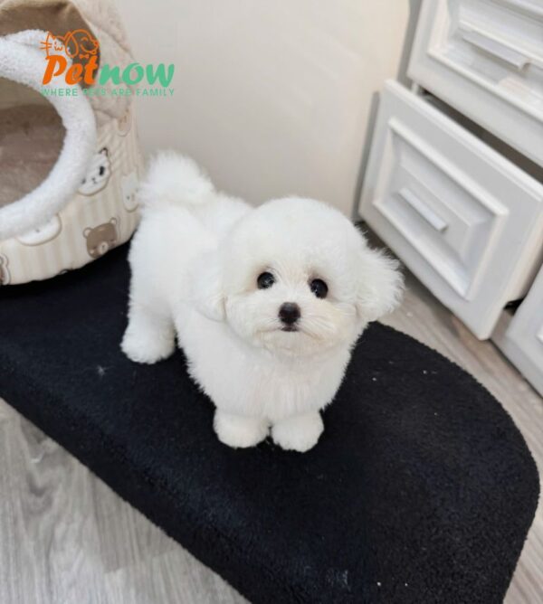  Chó Bichon Màu Trắng Đực Mã BC403