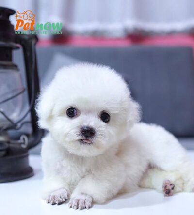  Chó Poodle Size Tiny Màu Trắng Cái Mã PD407