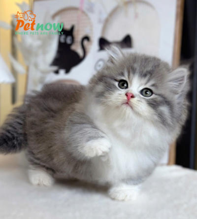 Mèo Anh Lông Dài Chân Lùn Lông Xù Màu Bicolor Đực Mã AD449