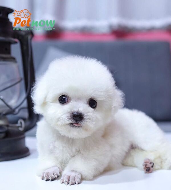  Chó Poodle Size Tiny Màu Trắng Cái Mã PD407