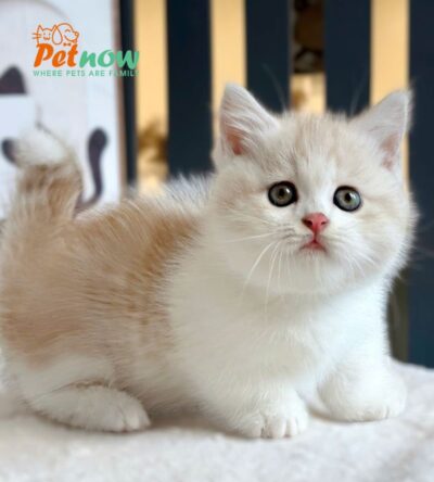 Mèo Munchkin Chân Lùn Màu Bililac Đực Mã AN412
