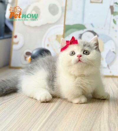 Mèo Anh Lông Ngắn Munchkin Chân Lùn Màu Xám Trắng (Van) Đực Mã AN369