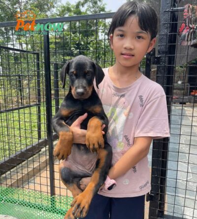 Chó Doberman Màu Đen Vàng Đực Mã DB466