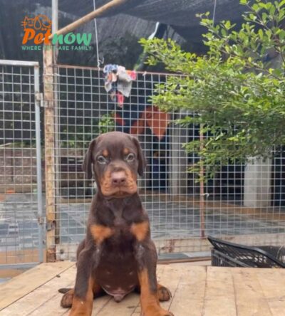 Chó Doberman Màu Nâu Cái Mã DB468