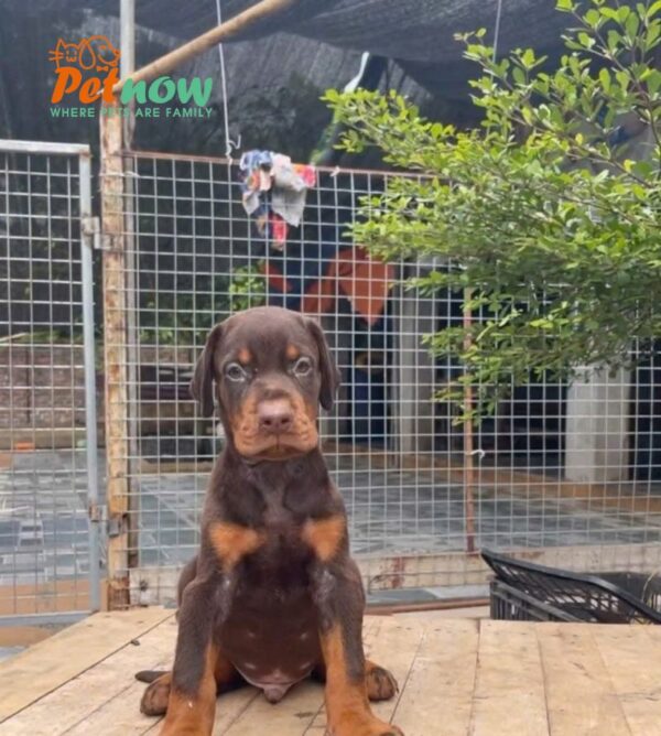 Chó Doberman Màu Nâu Cái Mã DB468