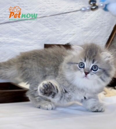 Mèo Anh Lông Dài Màu Blue Tabby Cái Mã AD482