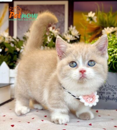 Mèo Anh Lông Ngắn Chân Lùn Màu Bililac Đực Mã AN443