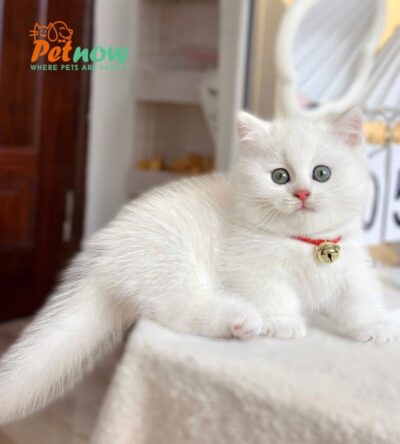 Mèo Anh Lông Ngắn Chân Lùn Màu Trắng Đực Mã AN451