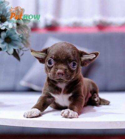 Chó Chihuahua Màu Socola Yếm Trắng Đực Mã CH454