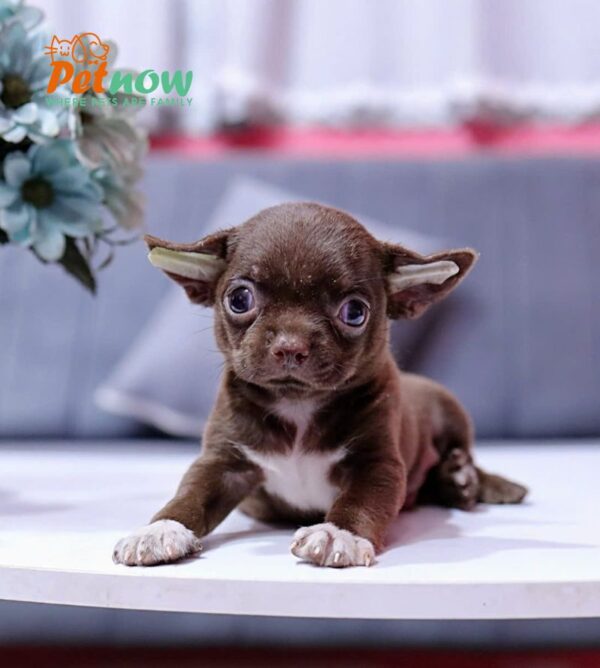 Chó Chihuahua Màu Socola Yếm Trắng Đực Mã CH454