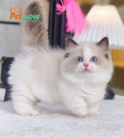 Mèo Ragdoll Chân Lùn Màu Bicolor Cái Mã RD479