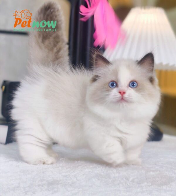 Mèo Ragdoll Chân Lùn Màu Bicolor Cái Mã RD479