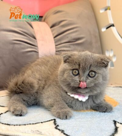 Mèo Anh Lông Ngắn Tai Cụp Màu Xám Xanh Đực Mã AN494