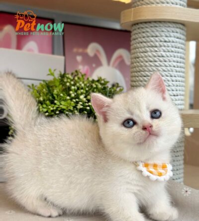 Mèo Anh Lông Ngắn Munchkin Màu Silver Đực Mã AN497