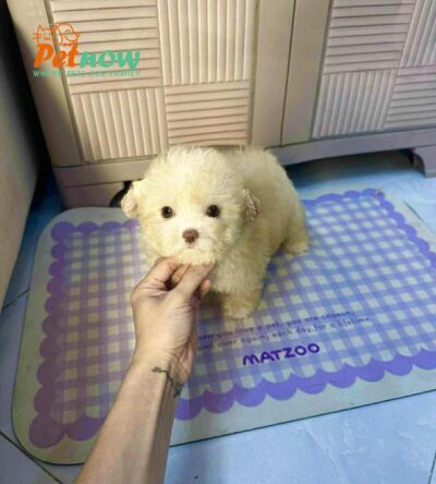 Chó Poodle Size Mini Màu Kem Mơ Cái Mã PD504