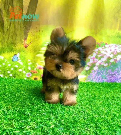Chó Yorkshire Size Mini Màu Đen Vàng Đực Mã YS507