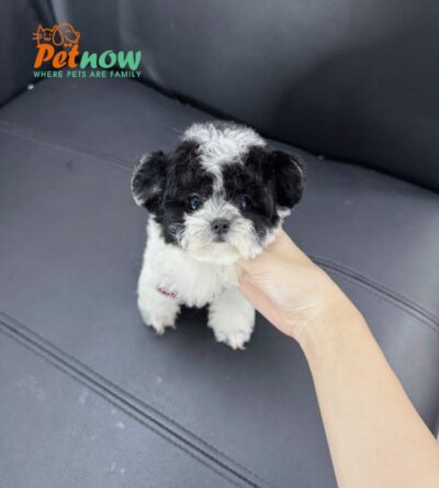 Chó Poodle Tai Gấu Màu Bò Sữa Đực Mã PD394