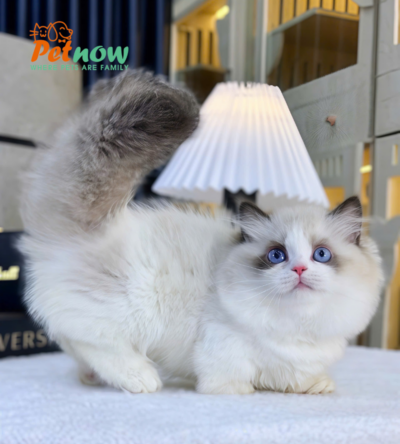 Mèo Ragdoll Munchkin Mắt Xanh Màu Bicolor Đực Mã RD418