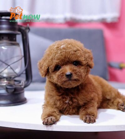  Chó Poodle Size Tiny Màu Nâu Đực Mã PD408