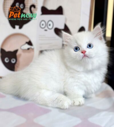 Mèo Munchkin Mắt Xanh Màu Trắng Đực Mã AN413