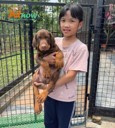 Chó Doberman Màu Đen Vàng Cái Mã DB467