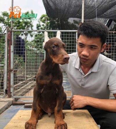 Chó Doberman Màu Socola Đực Mã DB470