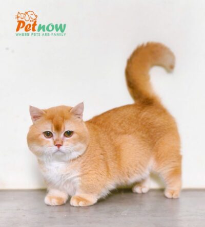 Mèo Anh Lông Ngắn Golden Chân Lùn Đực Mã AN483