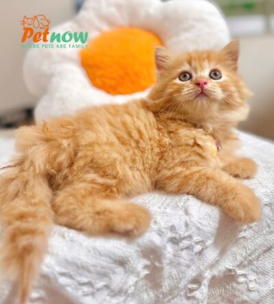 Mèo Anh Lông Dài Màu Red Vàng Cam Đực Mã AD366