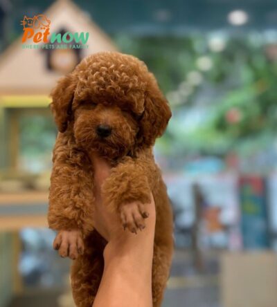 Chó Poodle Size Toy Màu Nâu Đỏ Đực Mã PD501