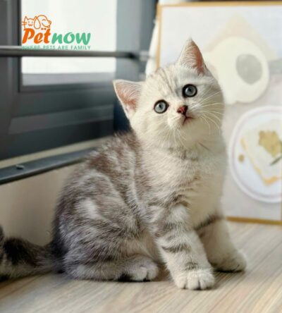 Mèo Anh Lông Ngắn Màu Sọc Dưa Đực Mã AN371