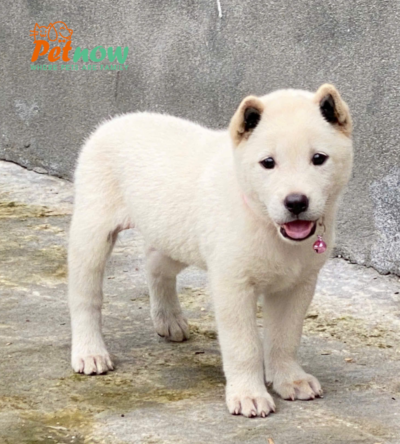 Chó Hmong Cộc Màu Trắng Kem Đực Mã HM361