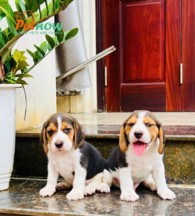 Chó Beagle Săn Thỏ Màu Tricolor Đực Mã BG472