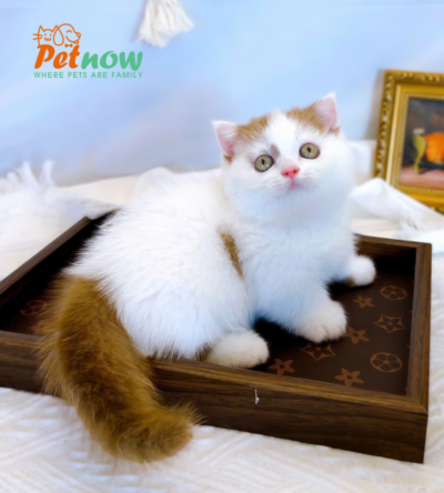 Mèo Munchkin Màu Vancinamon Cái Mã AN420