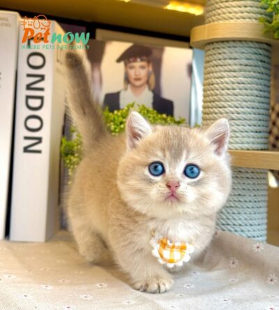 Mèo Anh Lông Ngắn Chân Lùn Màu Blue Golden Ny12 Đực Mã AN492