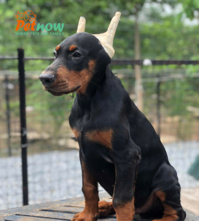Chó Doberman Màu Đen Vàng Đã Cắt Tai Mã DB463